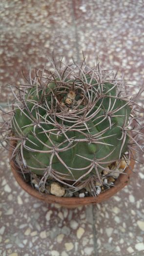 Gymnocalycium mostii; 12 ani 
achizitie 2016
