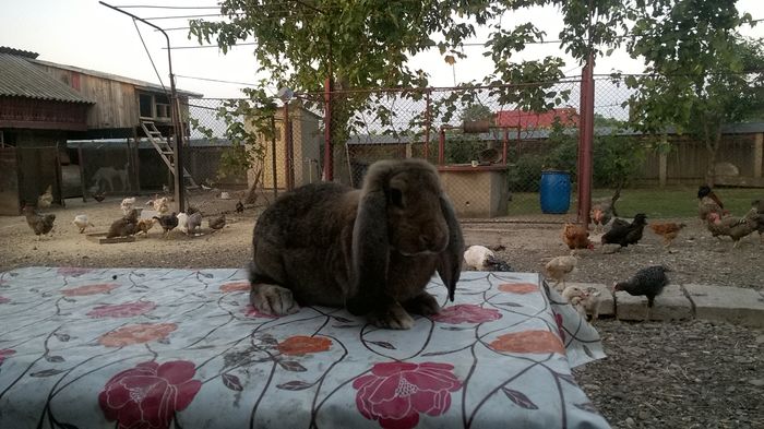 WP_20160724_052 - BG mascul nr 5 agouti