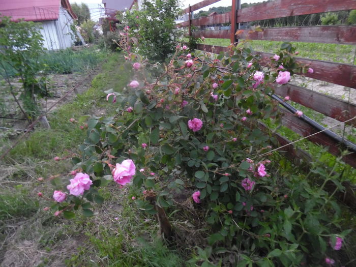 308 - 2016 Flori si Trandafiri