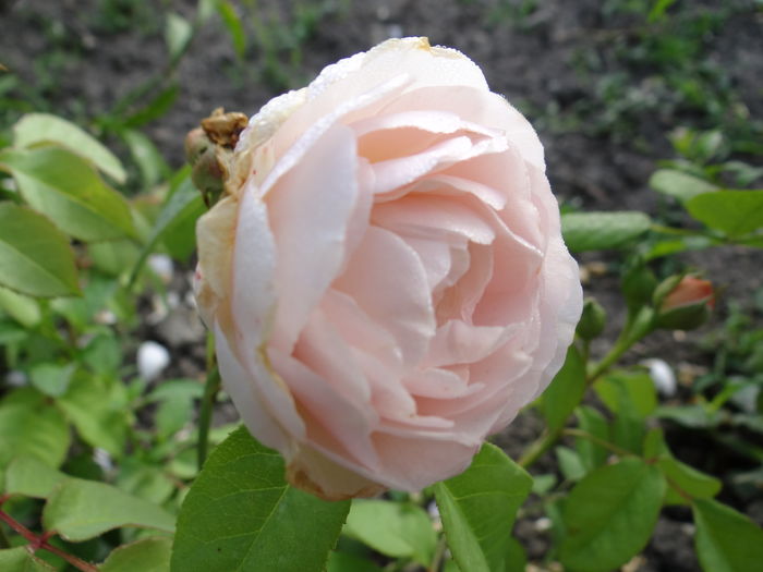 Sweet Juliet