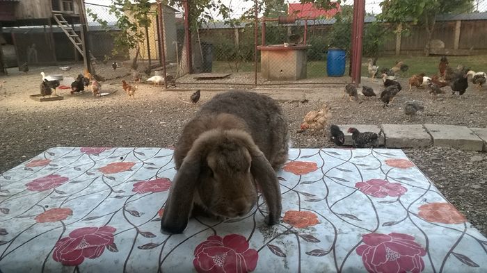 WP_20160724_040 - BG femela nr 5 agouti  DE VANZARE