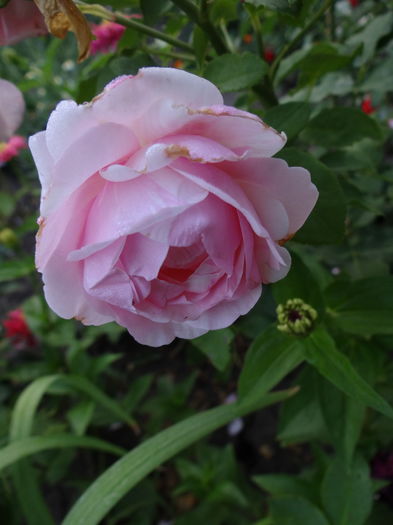 Billet Doux - Iulie I