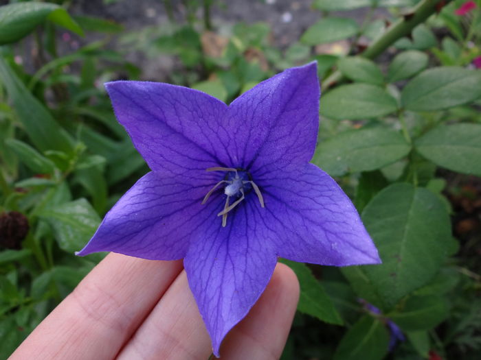 platycodon