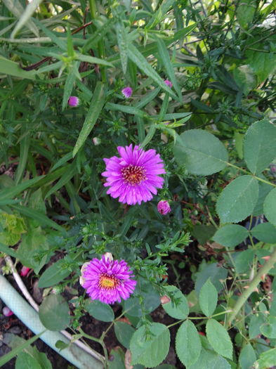 aster, multumesc Mihaela ! - Iulie I