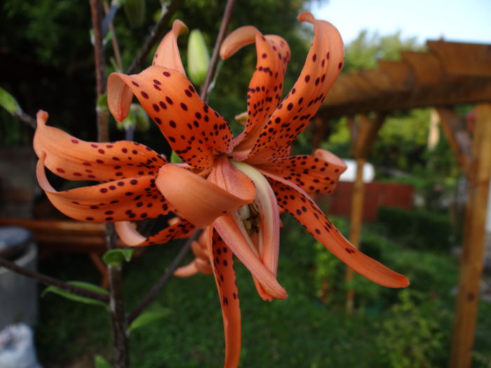 Crin asiatic-Lancifolium Flore Pleno - Iulie I