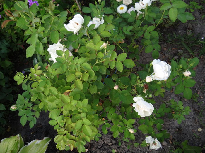 Jacqueline somnoroasa inca nu si-a deschide florile - Iulie I