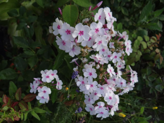 Flame White Eye - Iulie I
