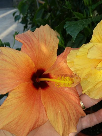  - cairo apricot