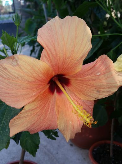  - cairo apricot
