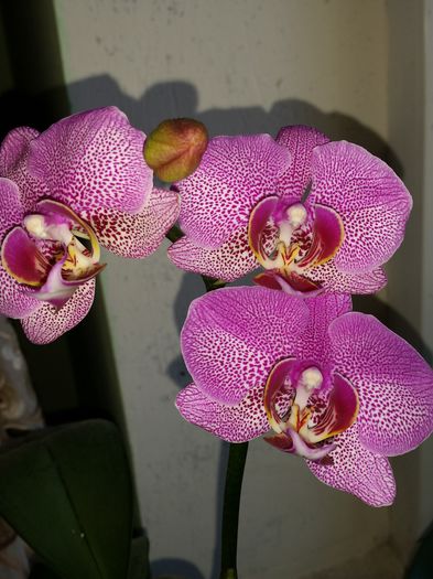  - phalaenopsis