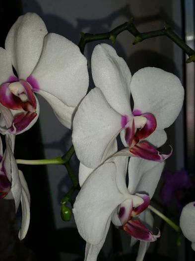  - phalaenopsis