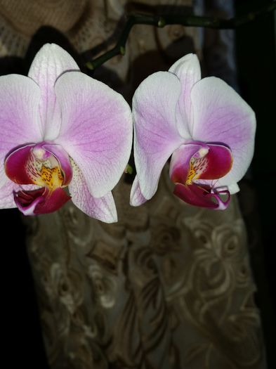  - phalaenopsis