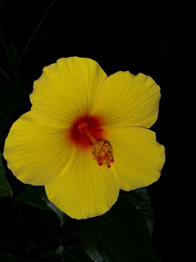  - hibiscus