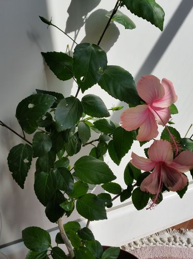  - dainty pink-1-pierdut