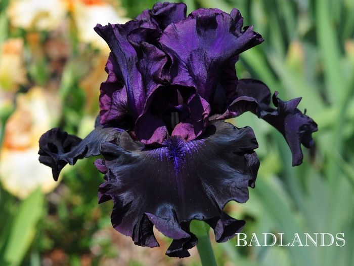 badlands - Irisi - noi achizitii 2016