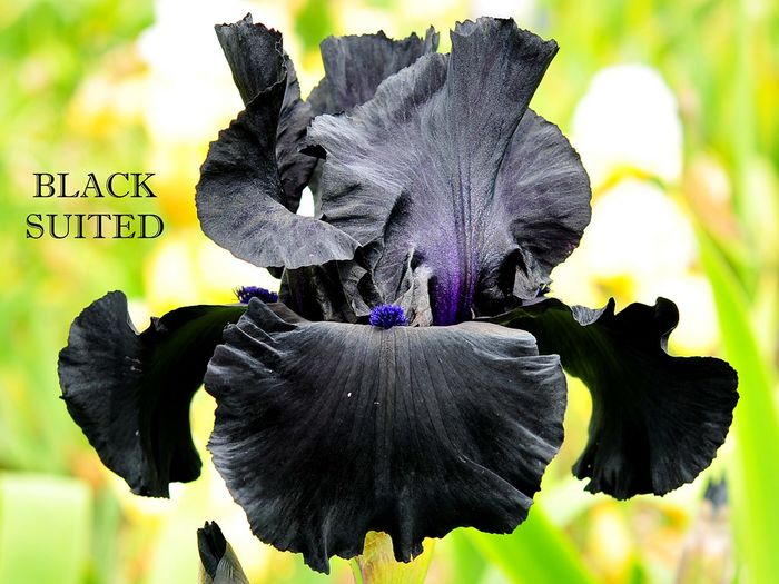 Black Suited - Irisi - noi achizitii 2016