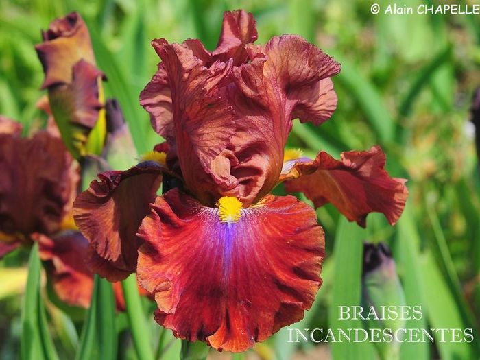 Braises Incandescentes - Irisi - noi achizitii 2016