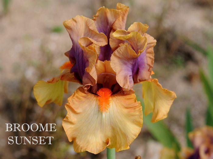Broome Sunset - Irisi - noi achizitii 2016