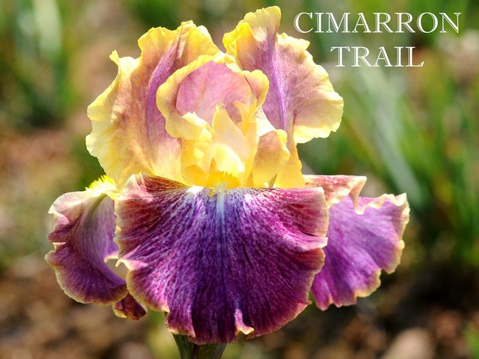 Cimarron Trail - Irisi - noi achizitii 2016