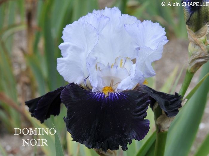 Domino Noir - Irisi - noi achizitii 2016
