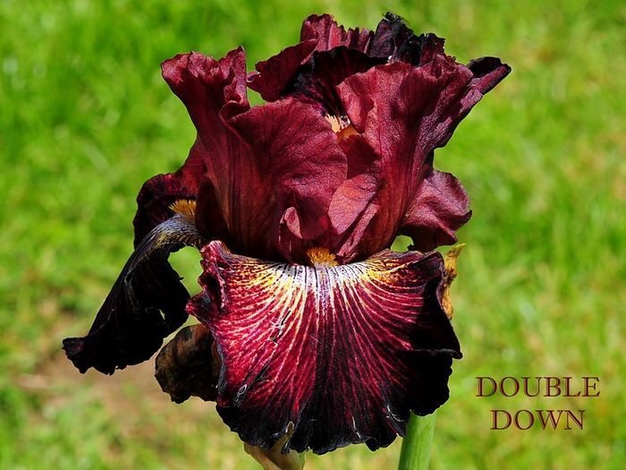 Double Down - Irisi - noi achizitii 2016