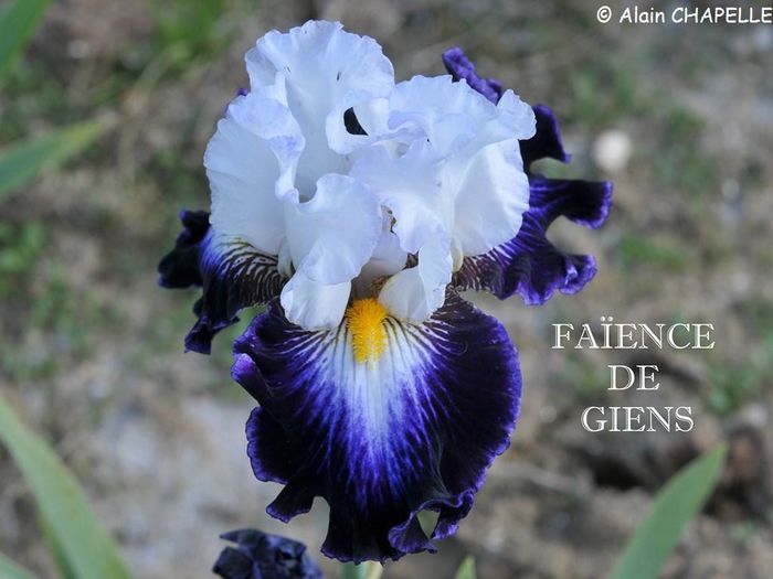 Faïence de Gien