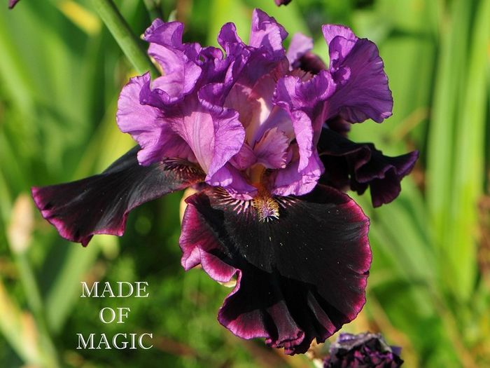 made_of_magic