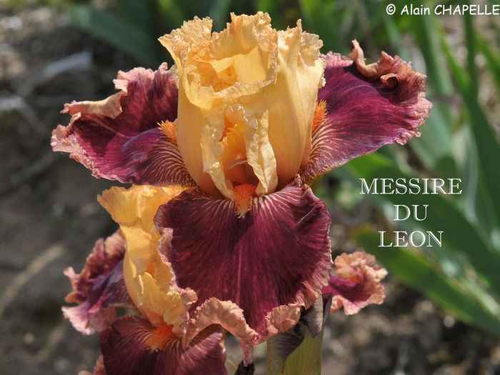 Messire du Léon