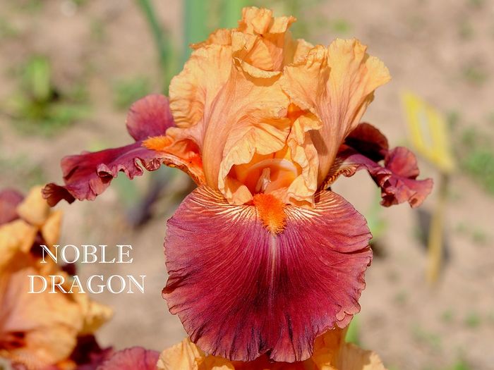 Noble Dragon