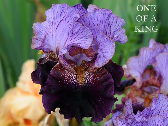 One of a Kind