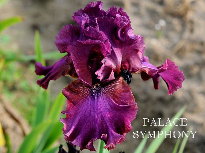 Palace Symphony