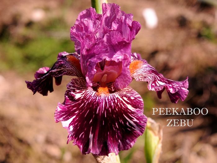 Peekaboo Zebu