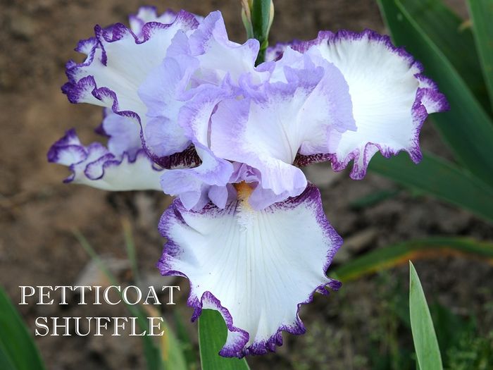 Petticoat Shuffle