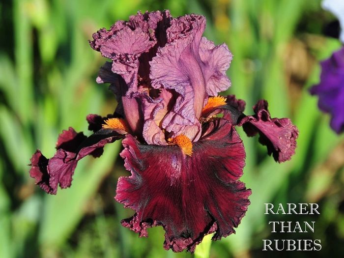 rarer_than_rubies - Irisi - noi achizitii 2016
