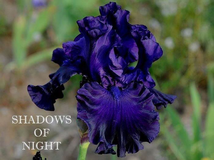 Shadows of Night - Irisi - noi achizitii 2016