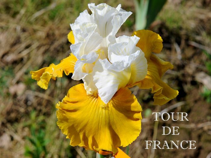 Tour de France - Irisi - noi achizitii 2016