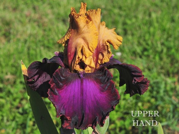 upper_hand - Irisi - noi achizitii 2016
