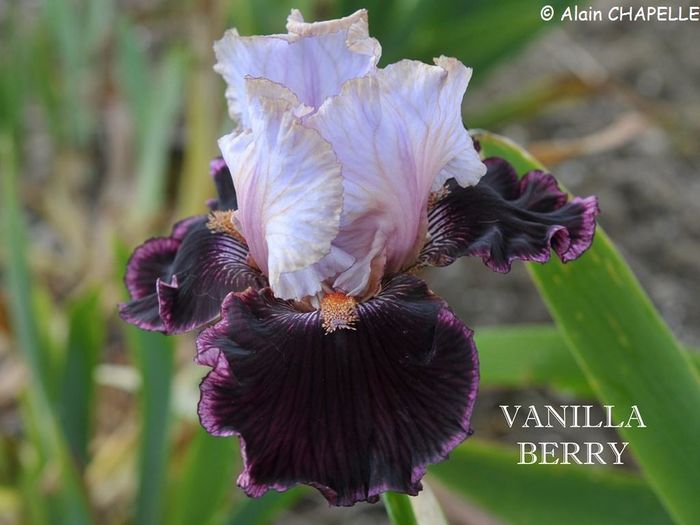 Vanilla Berry - Irisi - noi achizitii 2016