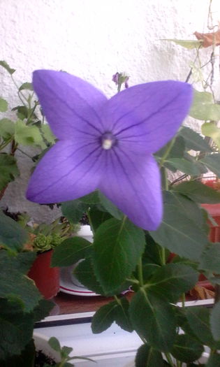 Plathycodon Astra blue - Flori 2016