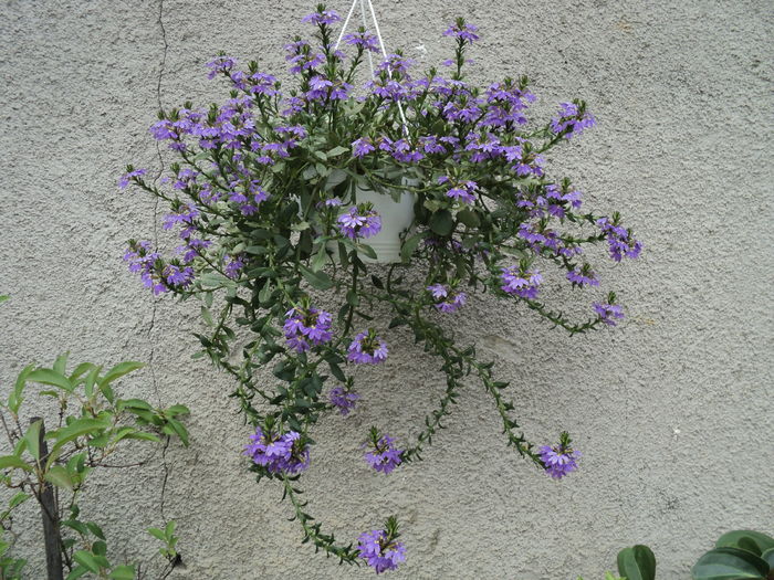 19 iul 2016 - SCAEVOLA AEMULA Fan Dancer- Floarea evantai