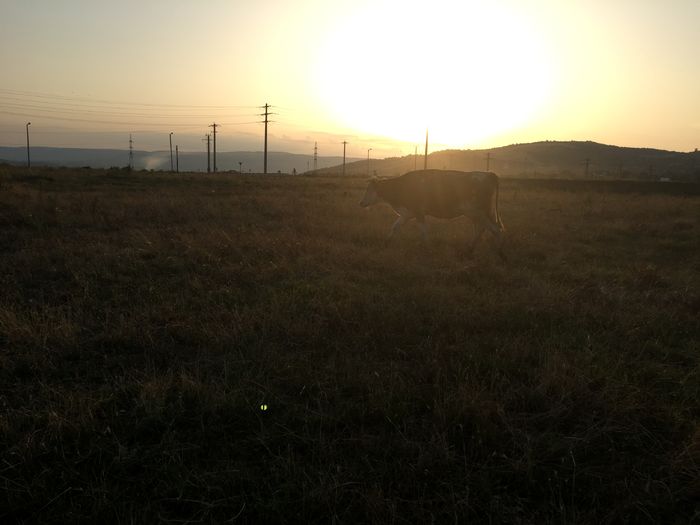 image - Vacutele vin seara de la pascut-2