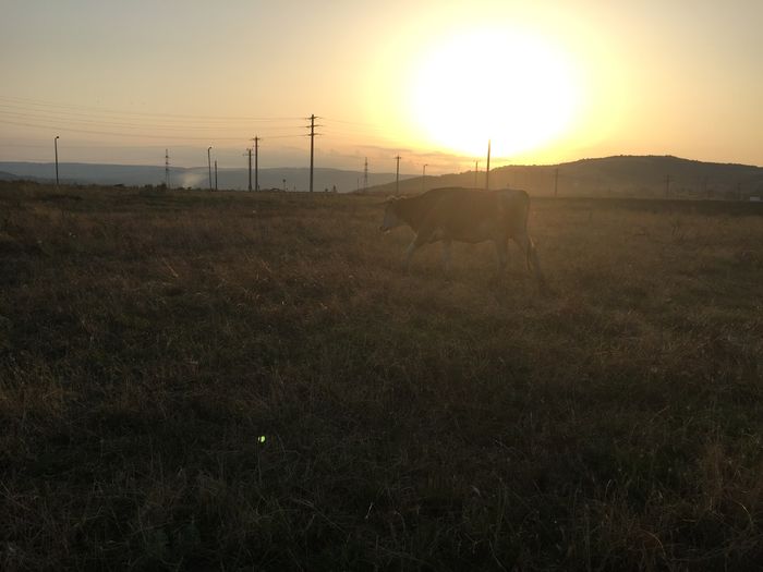 image - Vacutele vin seara de la pascut-2