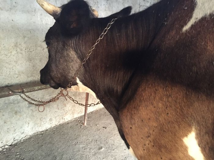 image - Vacutele-2-seara La muls