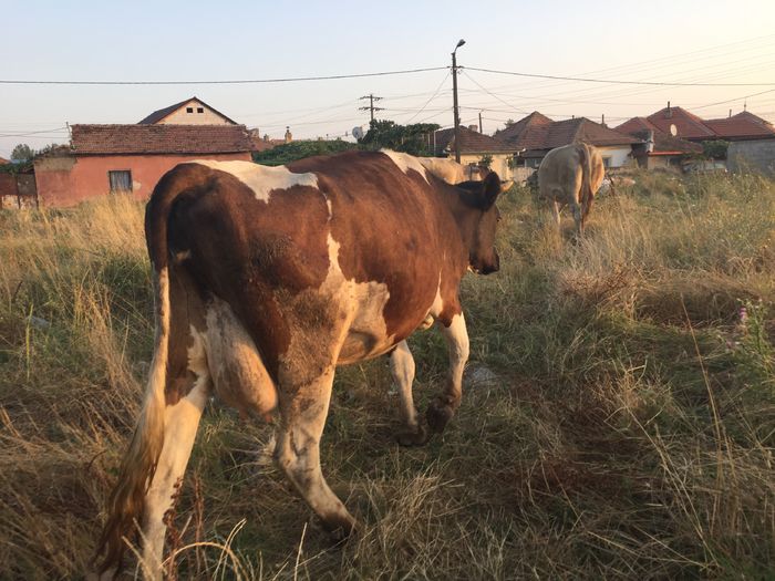 image - Vacuta Zambila