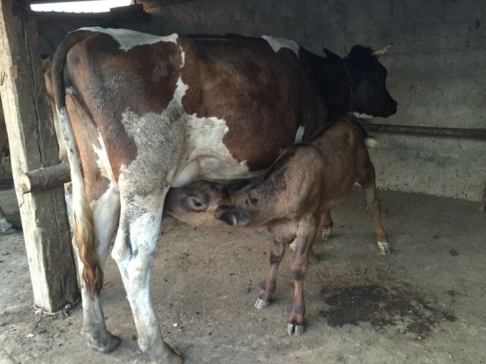 image - Vacuta Zambila