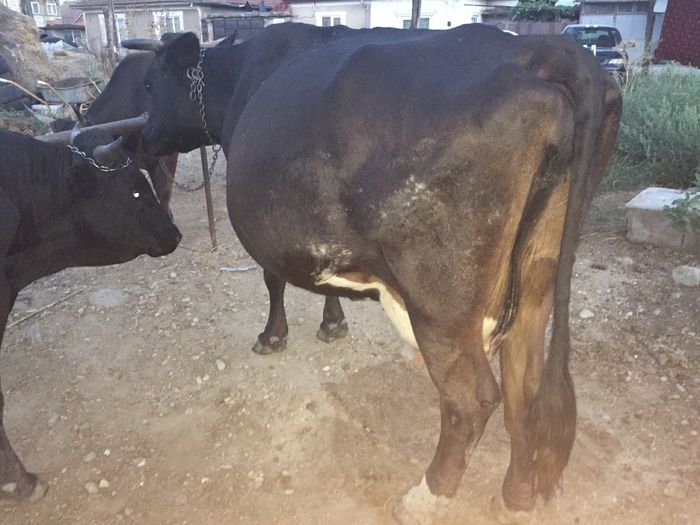 image - Vacuta Sielo