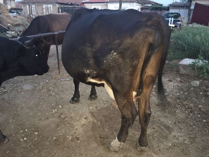 image - Vacuta Sielo