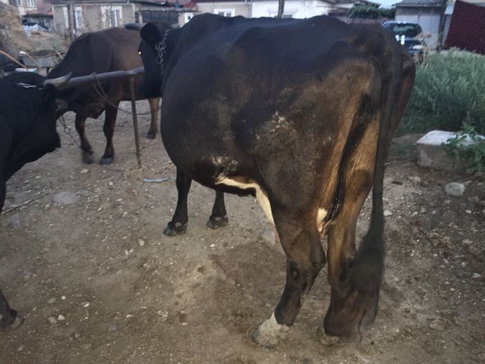 image - Vacuta Sielo