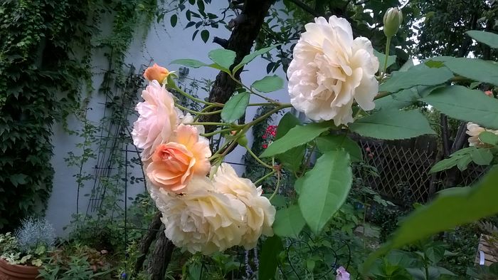 WP_20160722_065 - Buff Beauty