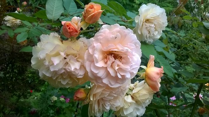 WP_20160722_068 - Buff Beauty